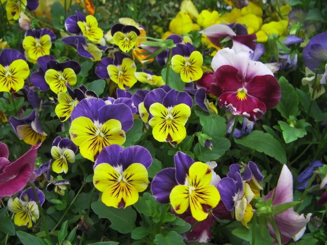 実写美⭕️【動作確認済】SANYO Xacti DMX-CA100 防水