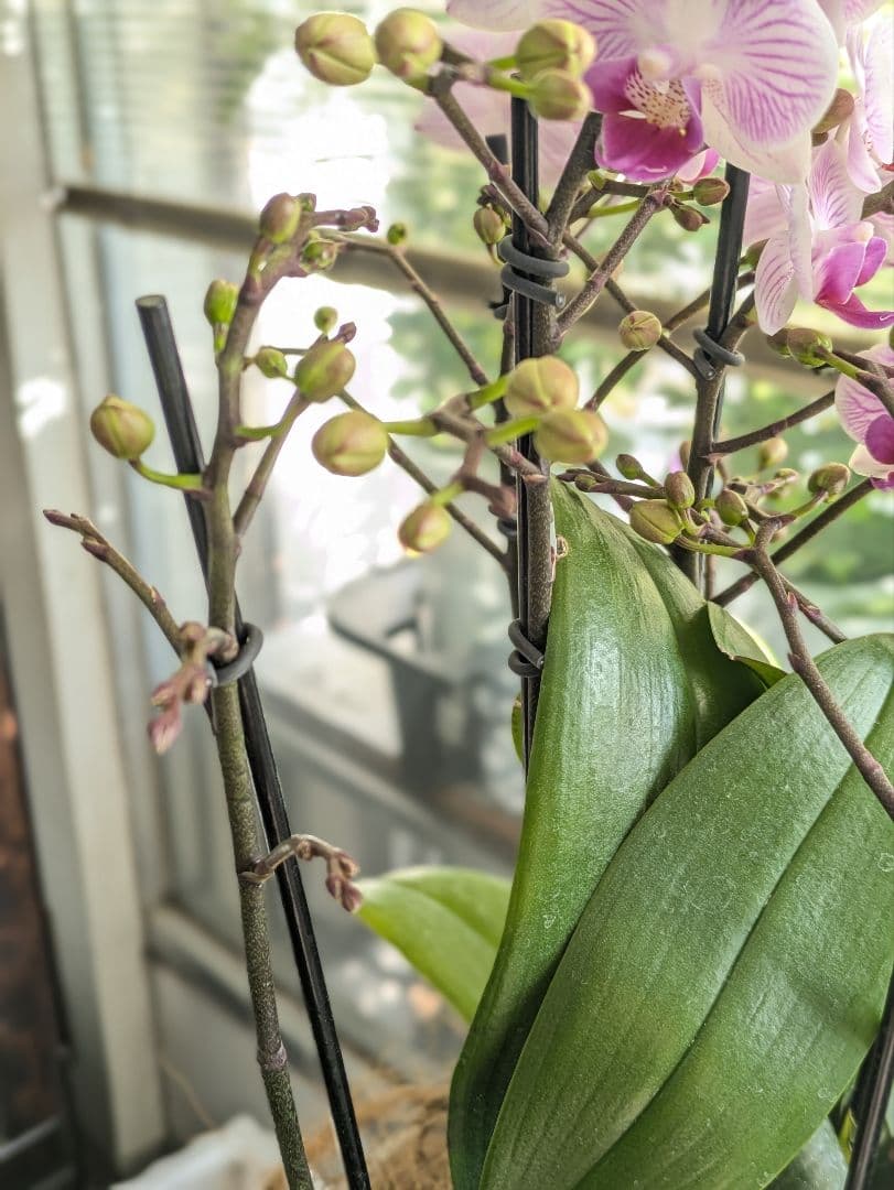 160輪　椎名洋蘭　小輪系胡蝶蘭　シャオユウ