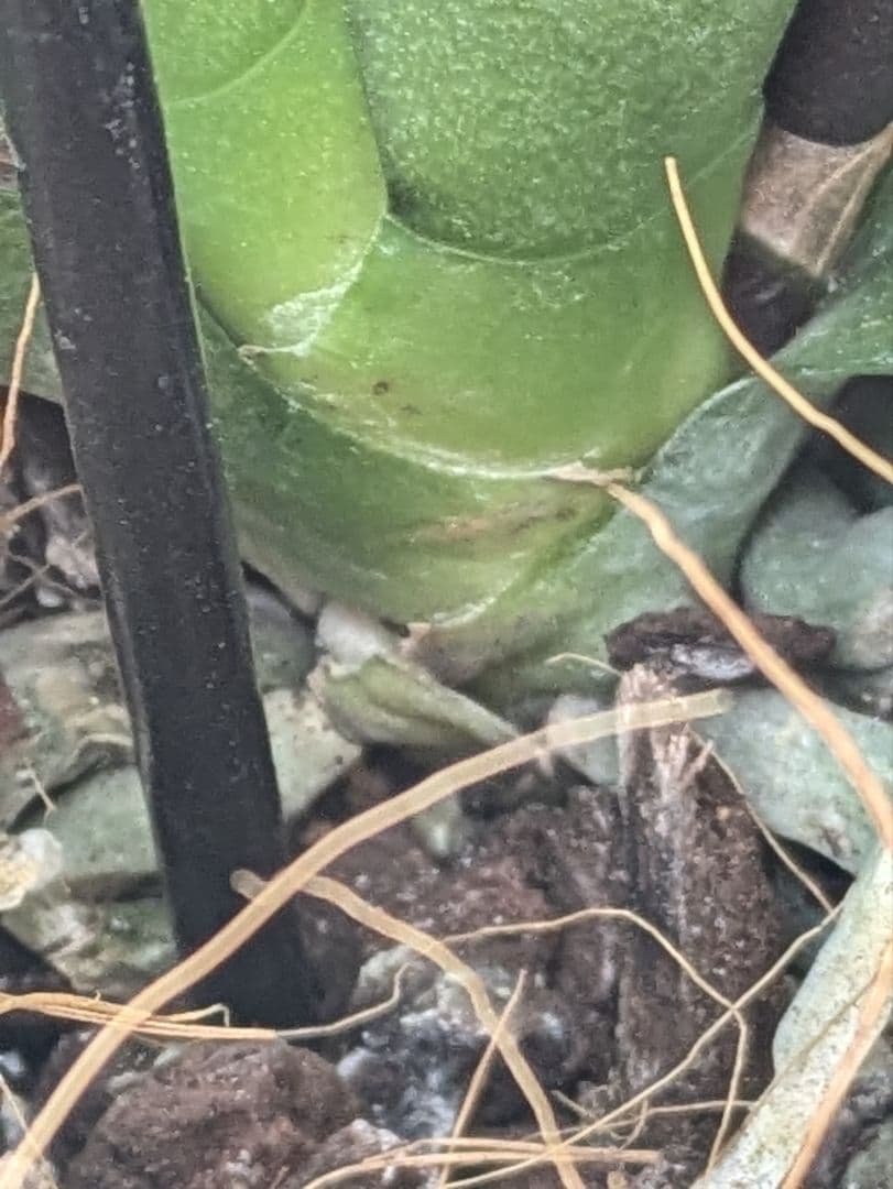 160輪　椎名洋蘭　小輪系胡蝶蘭　シャオユウ