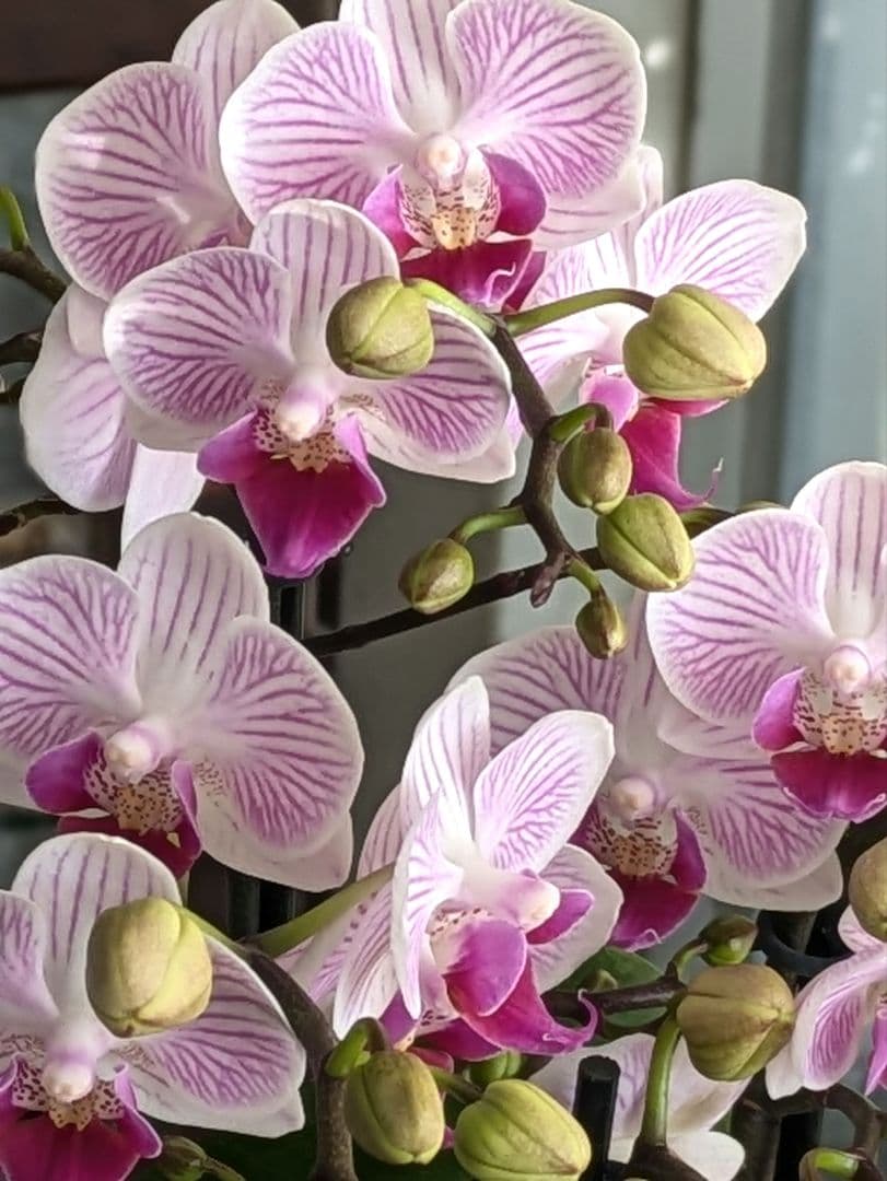 160輪　椎名洋蘭　小輪系胡蝶蘭　シャオユウ