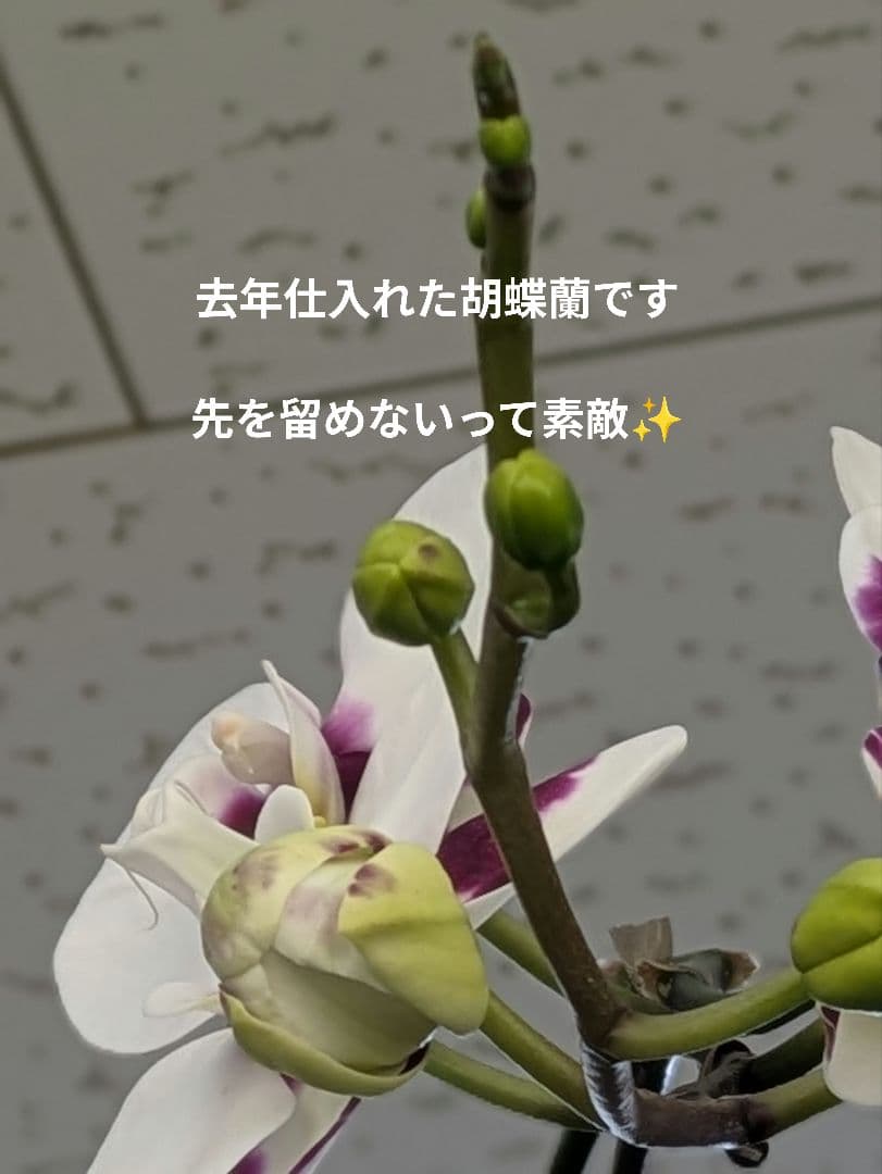 160輪　椎名洋蘭　小輪系胡蝶蘭　シャオユウ