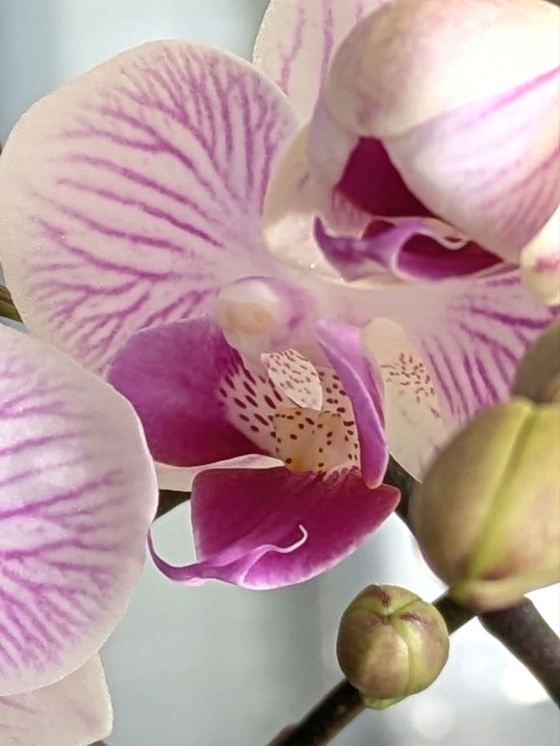 160輪　椎名洋蘭　小輪系胡蝶蘭　シャオユウ