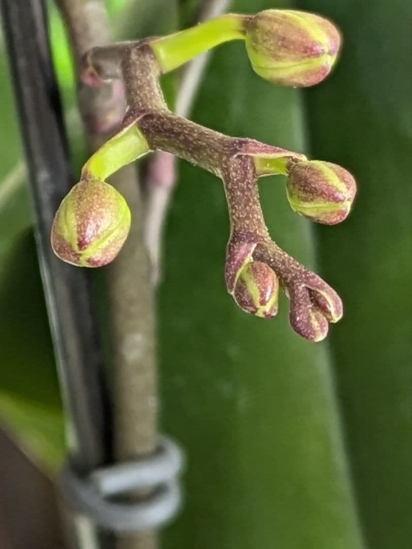 160輪　椎名洋蘭　小輪系胡蝶蘭　シャオユウ