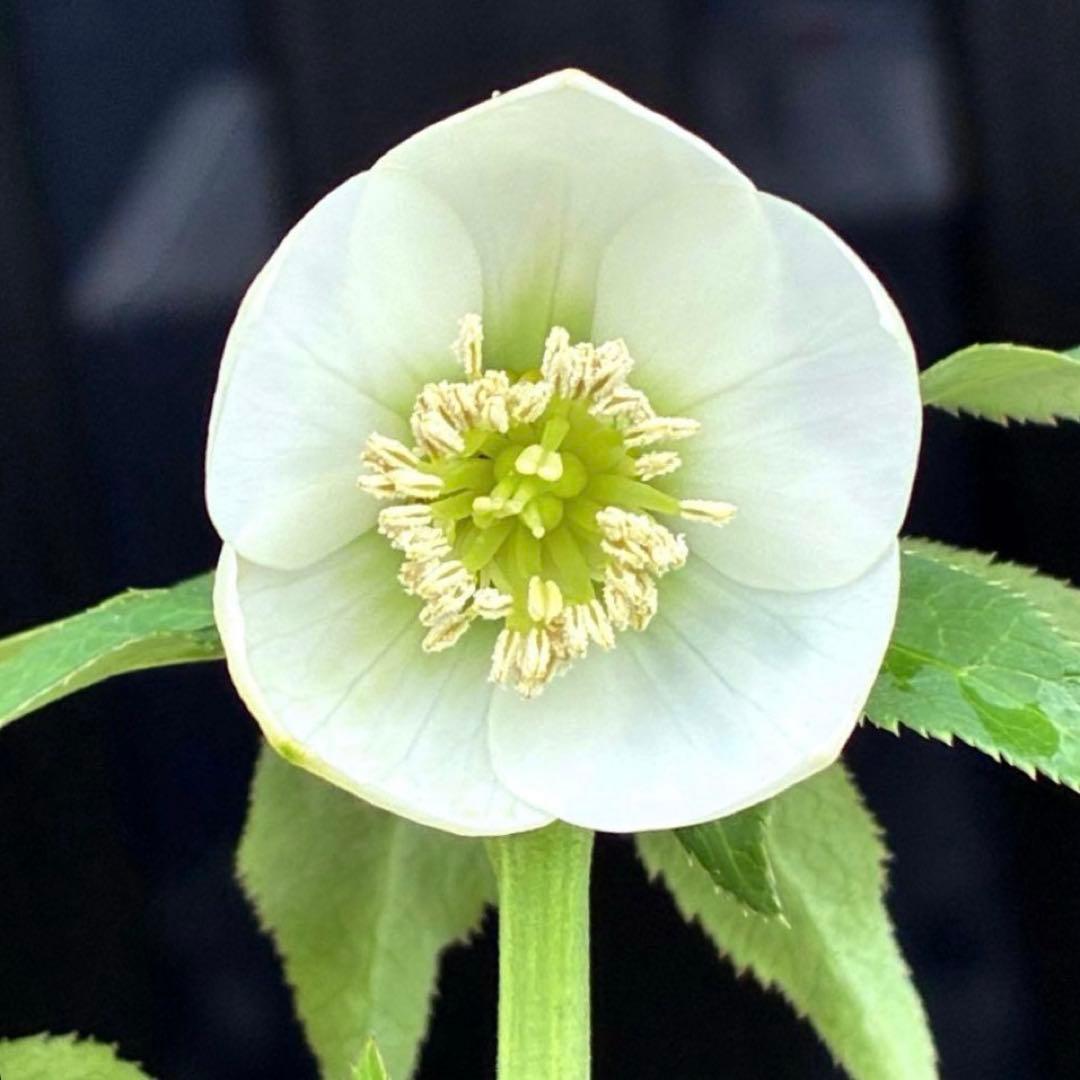 も*子様 3419 ☘️ラスト2☘️花、タグ付☘️⭐️ベビードール⭐️超小輪⭐️