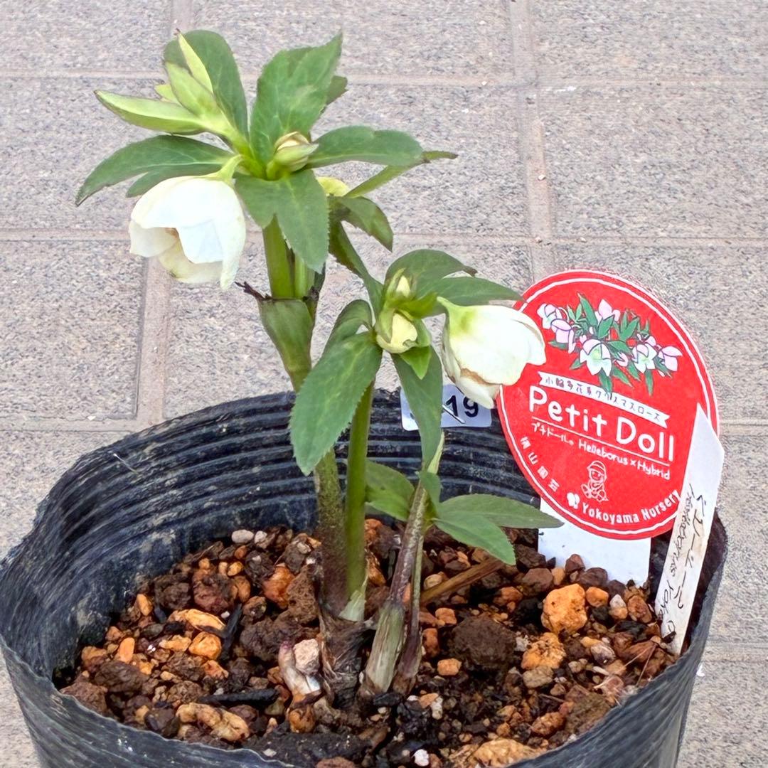 も*子様 3419 ☘️ラスト2☘️花、タグ付☘️⭐️ベビードール⭐️超小輪⭐️