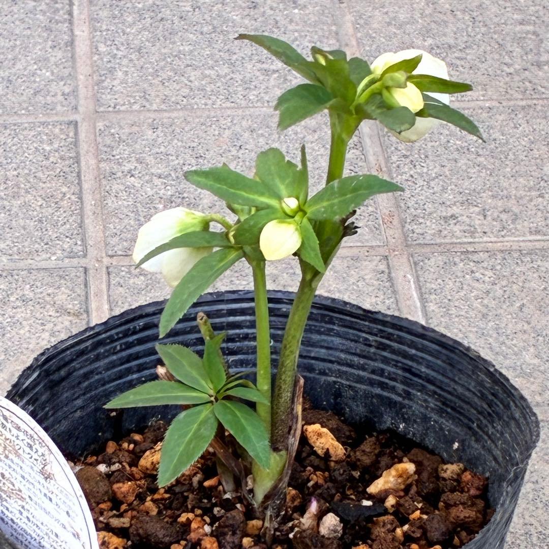 も*子様 3419 ☘️ラスト2☘️花、タグ付☘️⭐️ベビードール⭐️超小輪⭐️