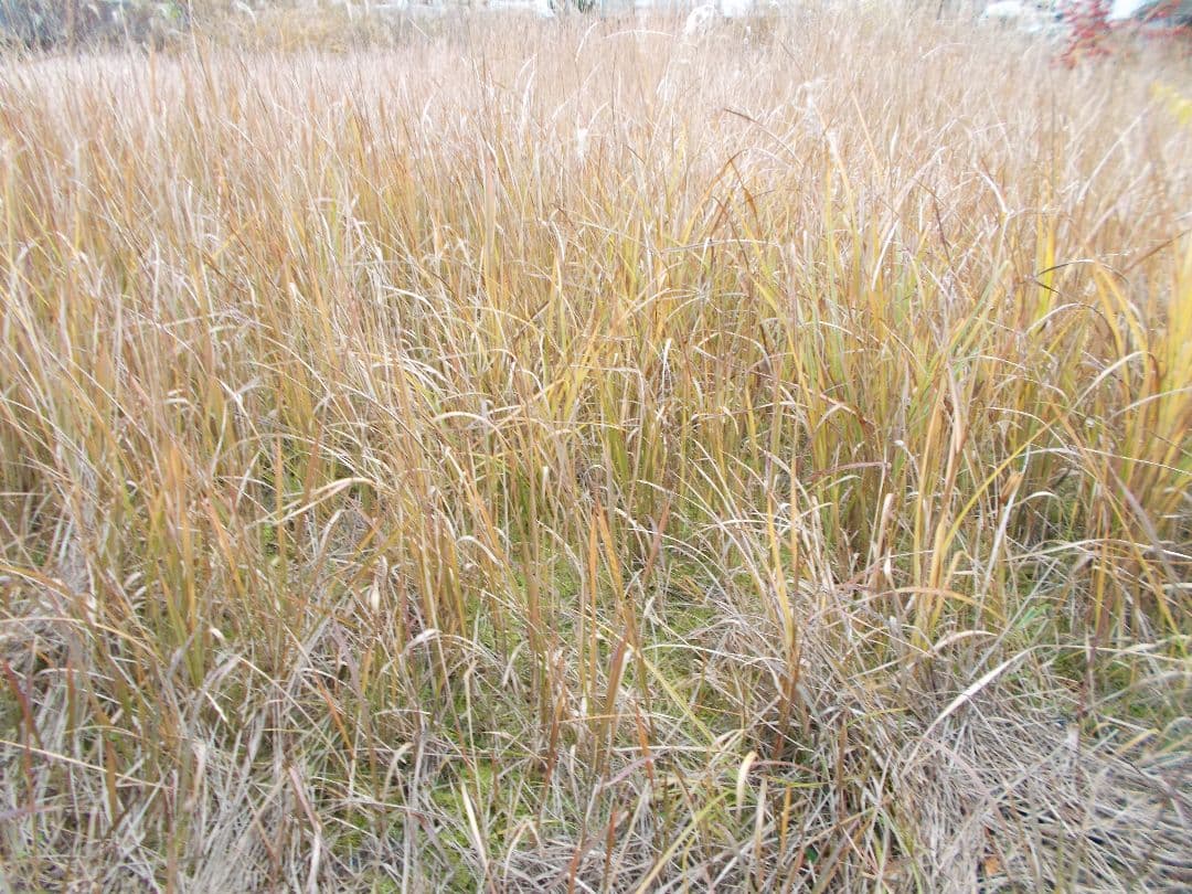 動作確認済み　Nikon Coolpix L26 デジタルカメラ スマホ転送OK