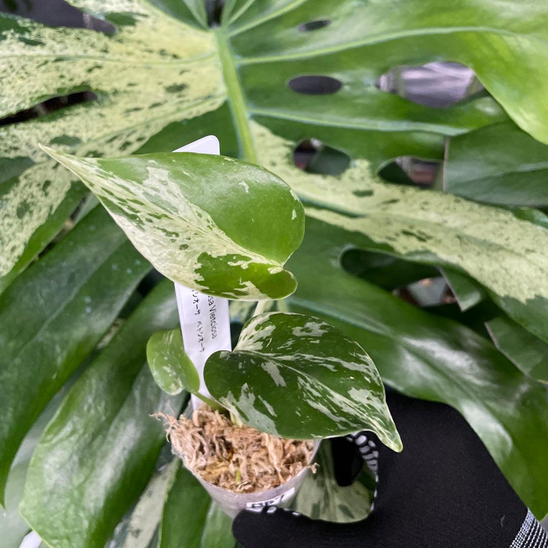 MB7モンステラ　デリシオーサ　ベトシオーサ　2寸ポリポット　ネコポス発送