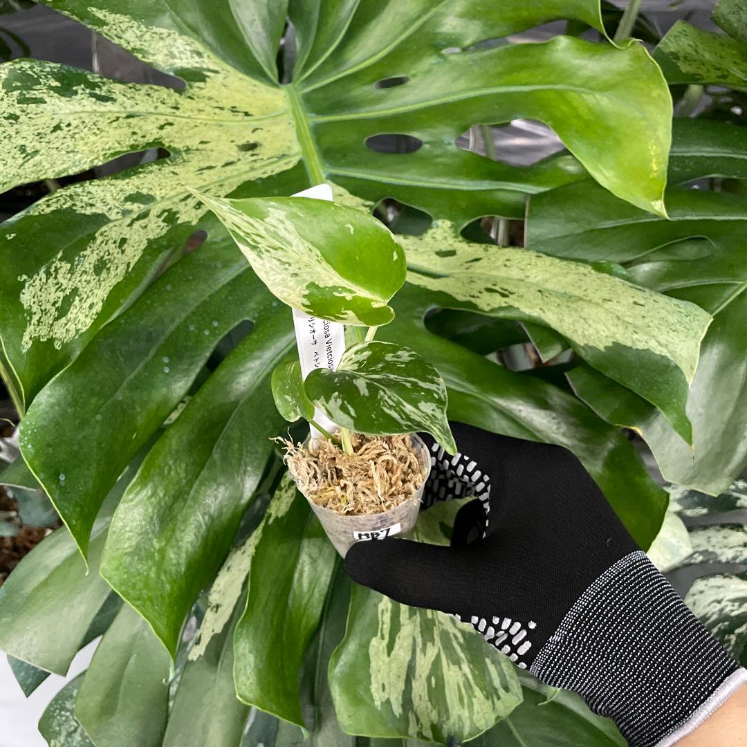 MB7モンステラ　デリシオーサ　ベトシオーサ　2寸ポリポット　ネコポス発送