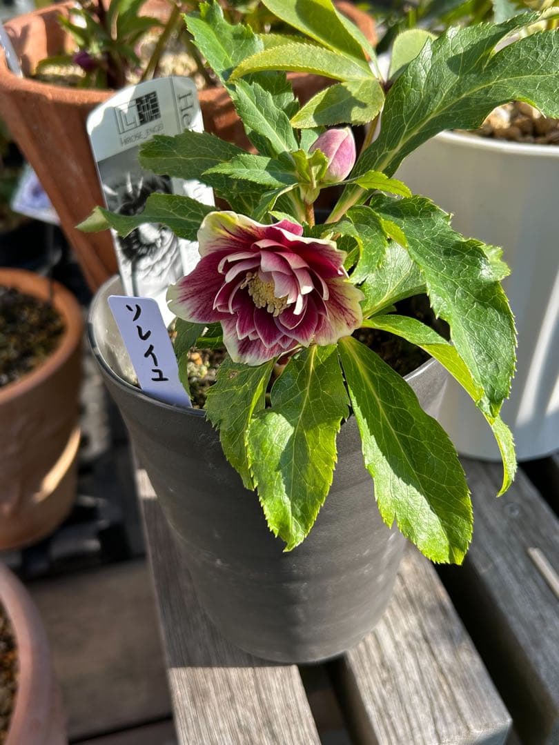 衛*様 クリスマスローズ開花株　ソレイユ　認定札付き