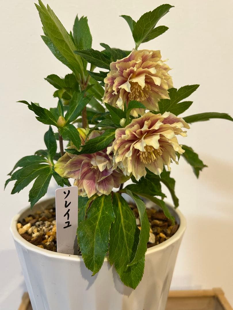 衛*様 クリスマスローズ開花株　ソレイユ　認定札付き