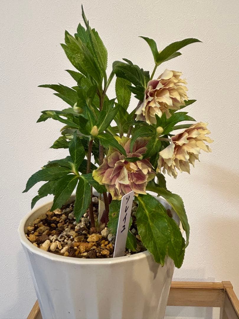 衛*様 クリスマスローズ開花株　ソレイユ　認定札付き