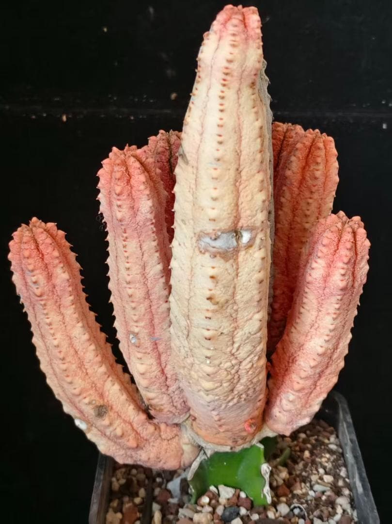 空*豆様 ユーフォルビア アブデルクリ 'Damask' 多肉植物 サボテン 塊