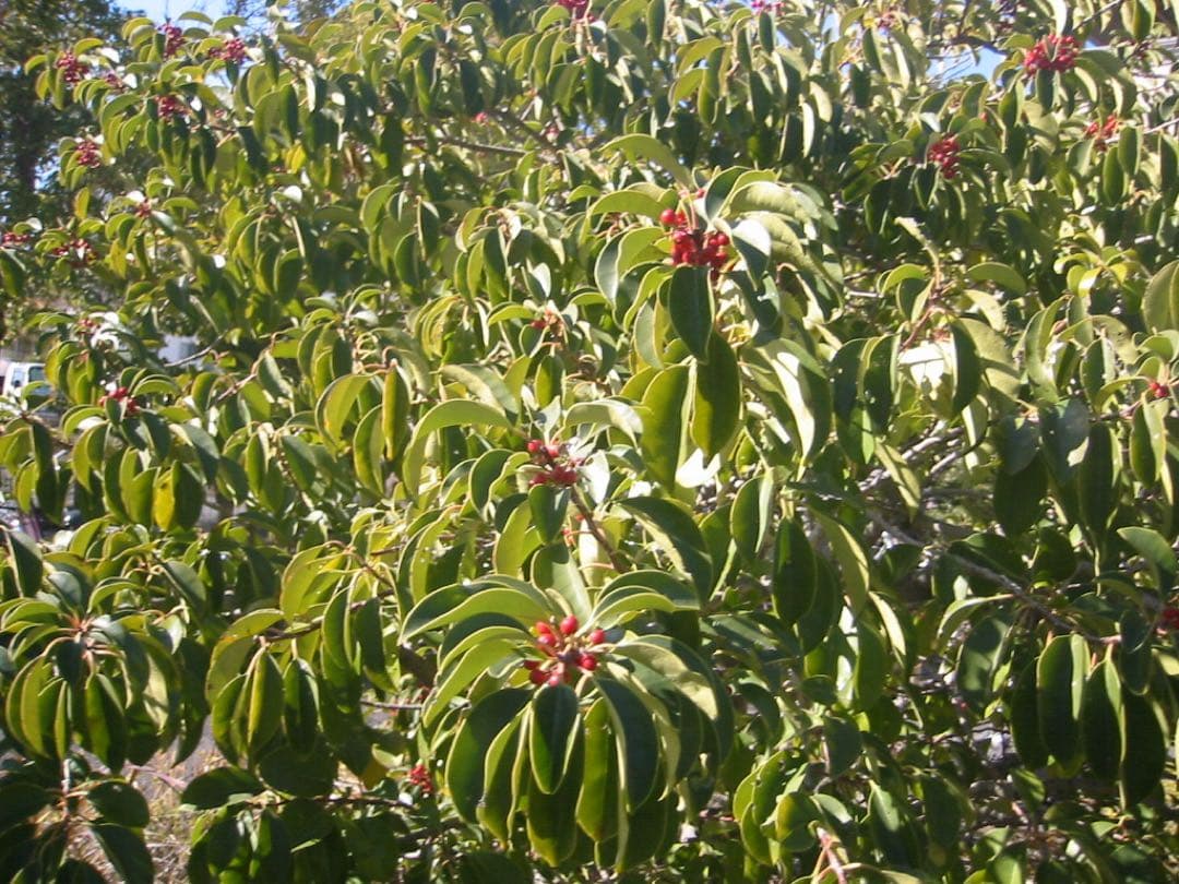 【動作確認済】Canon IXY Digital 200a デジタルカメラ