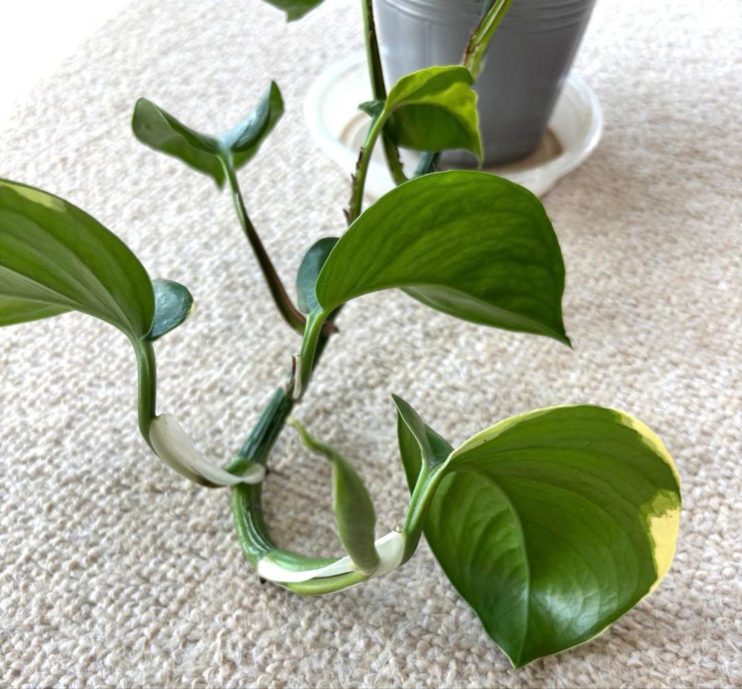 ポトス AWドリーム　激レア　希少　新品種　‼️新年期間限定特価‼️