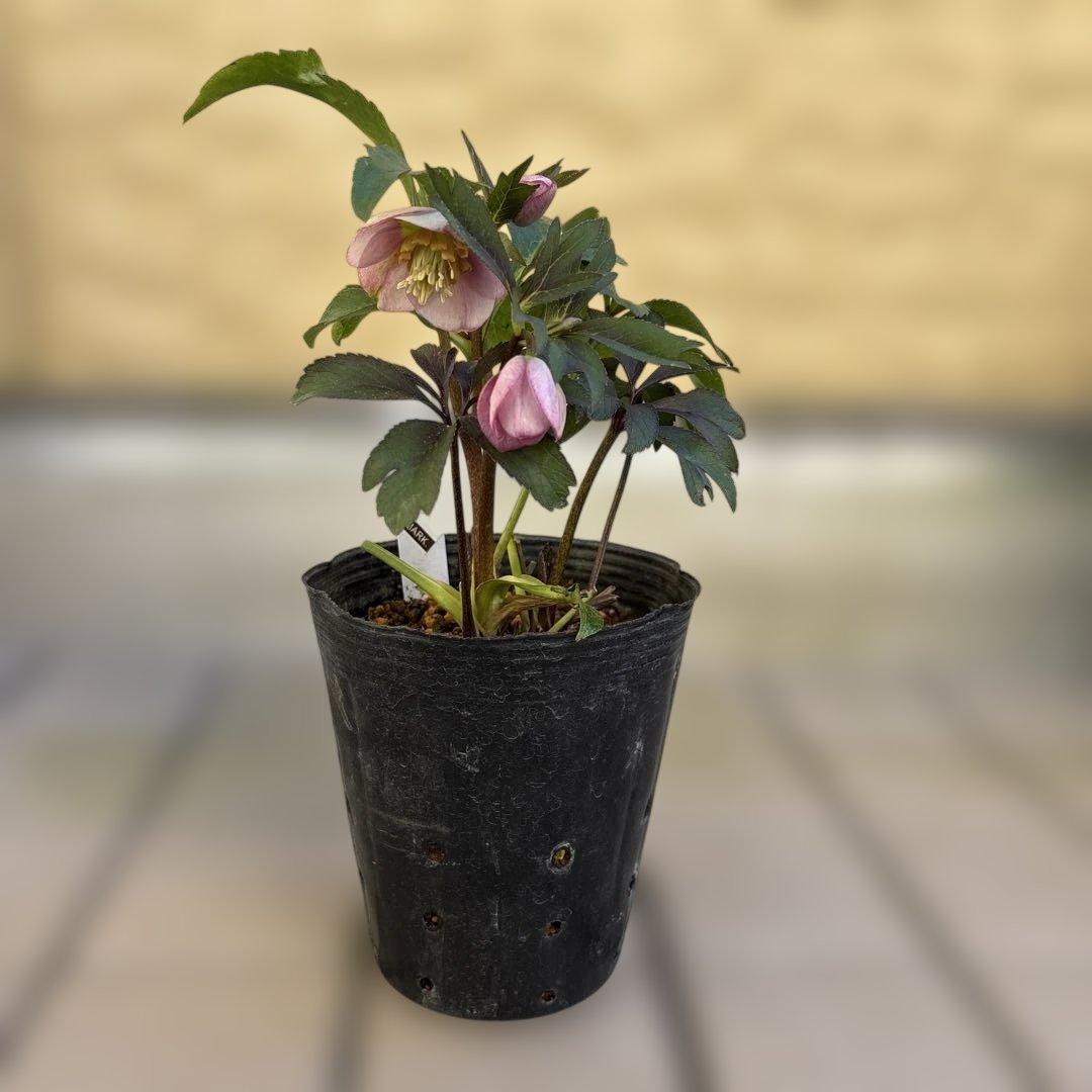 ポーセリンhyb. 大木ナーサリー　クリスマスローズ　タグ付き　現品　開花株