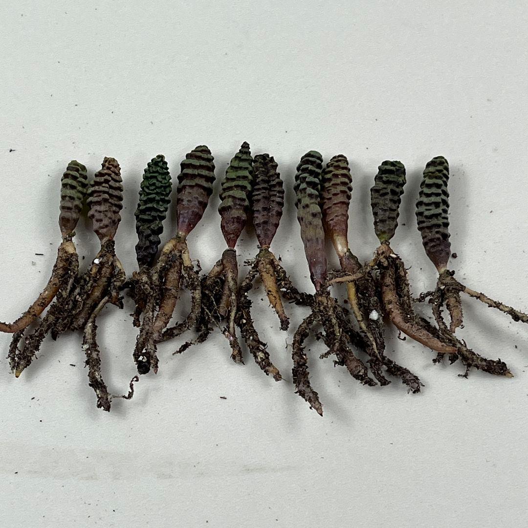 ち*び様 E10珍奇植物　多肉植物 つくし玉 /ブルビネ・ブルインシー 実生株