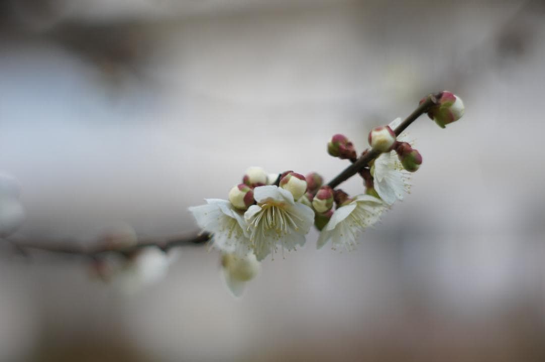 極美フレア✨ 作例有 PENTAX スーパータクマー 55mm f1.8 後期