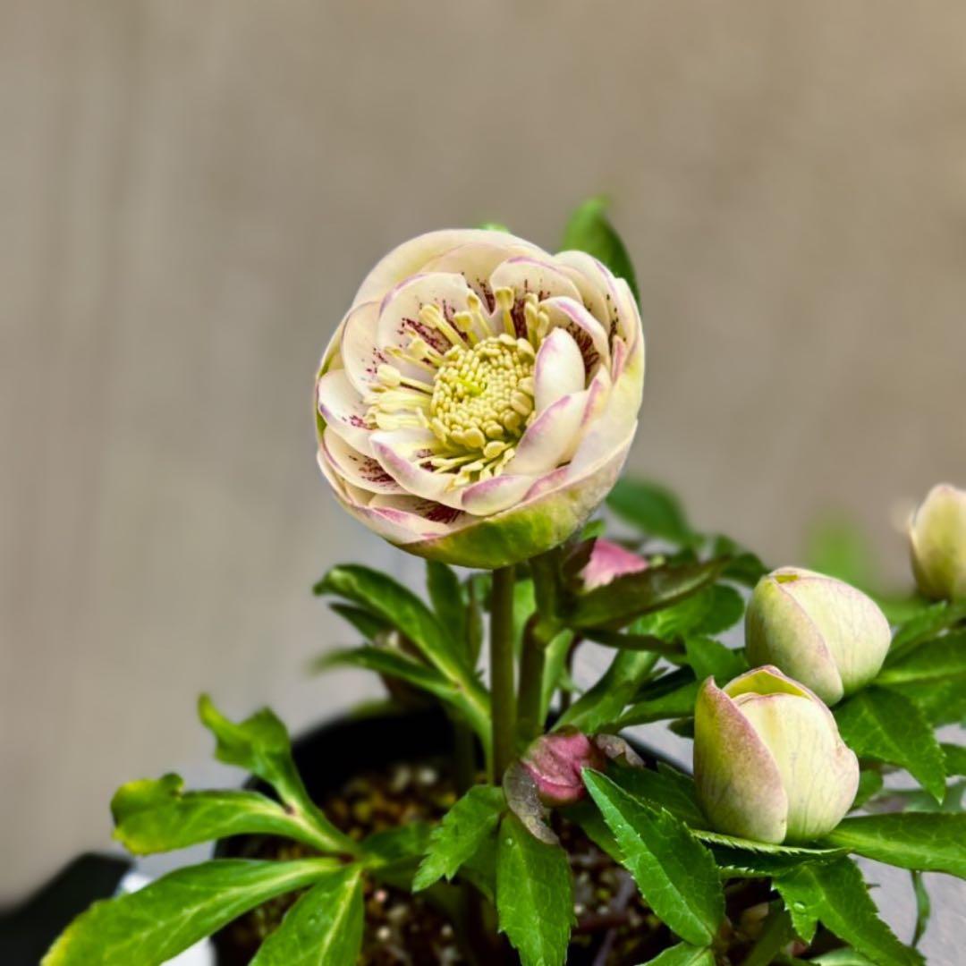 ア*ビ様 ■広瀬園芸■ 昨々シーズン株分け クリスマスローズ