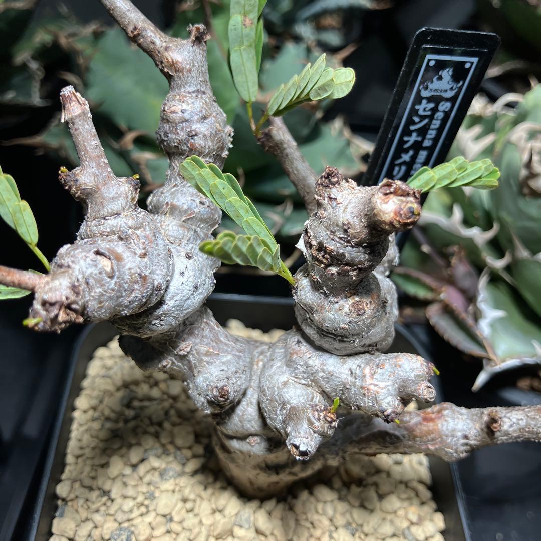 【実生】 センナ メリディオナリス 鉢ごと発送 ネームタグ付き