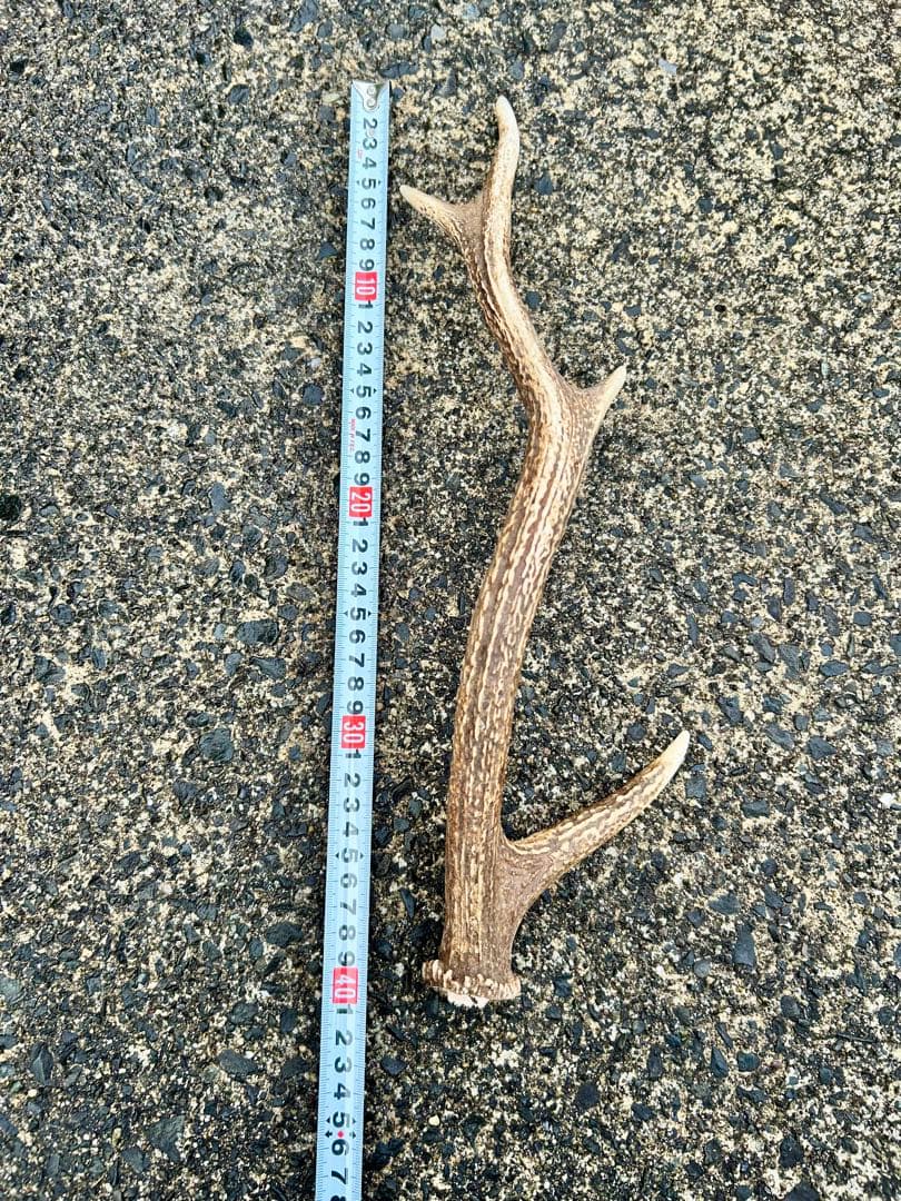 鹿の角 14本(1本ごとの長さあり)まとめ