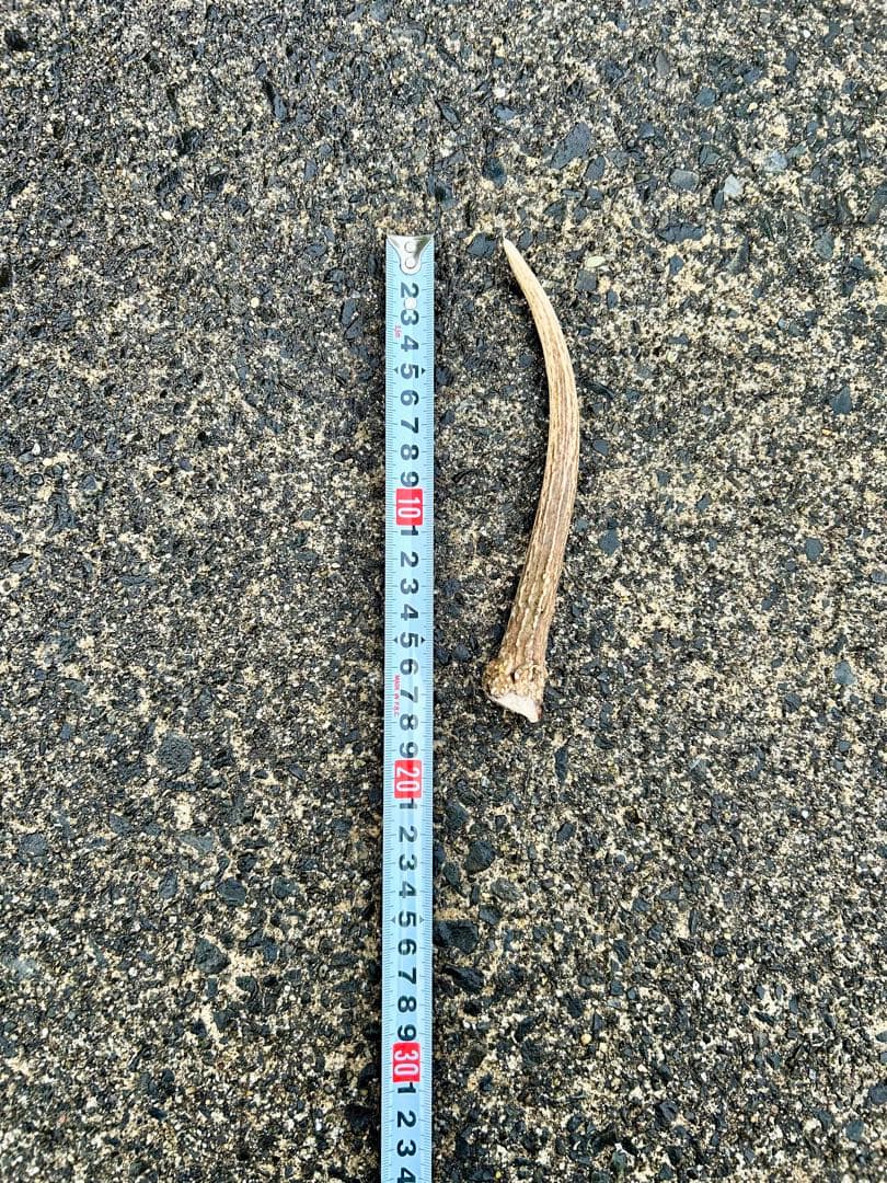 鹿の角 14本(1本ごとの長さあり)まとめ