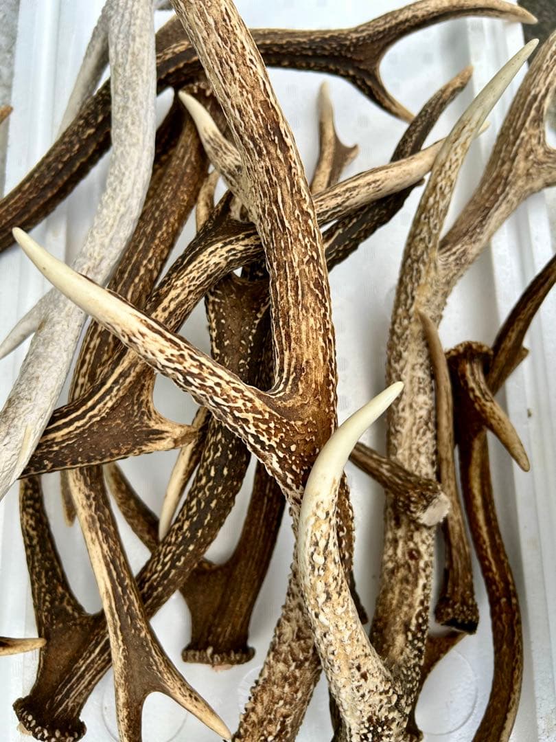 鹿の角 14本(1本ごとの長さあり)まとめ