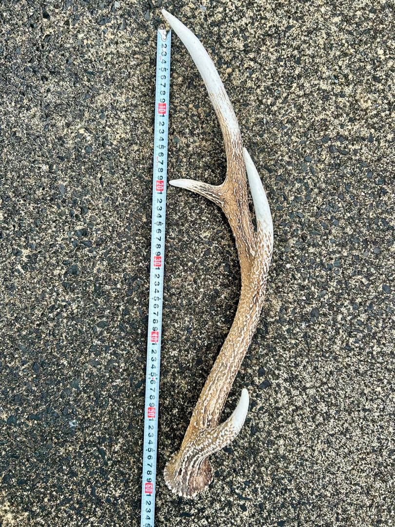 鹿の角 14本(1本ごとの長さあり)まとめ