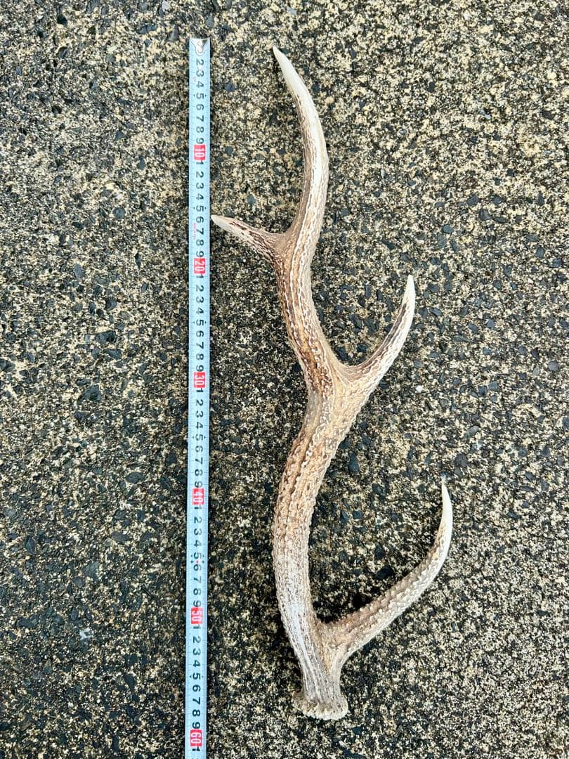 鹿の角 14本(1本ごとの長さあり)まとめ
