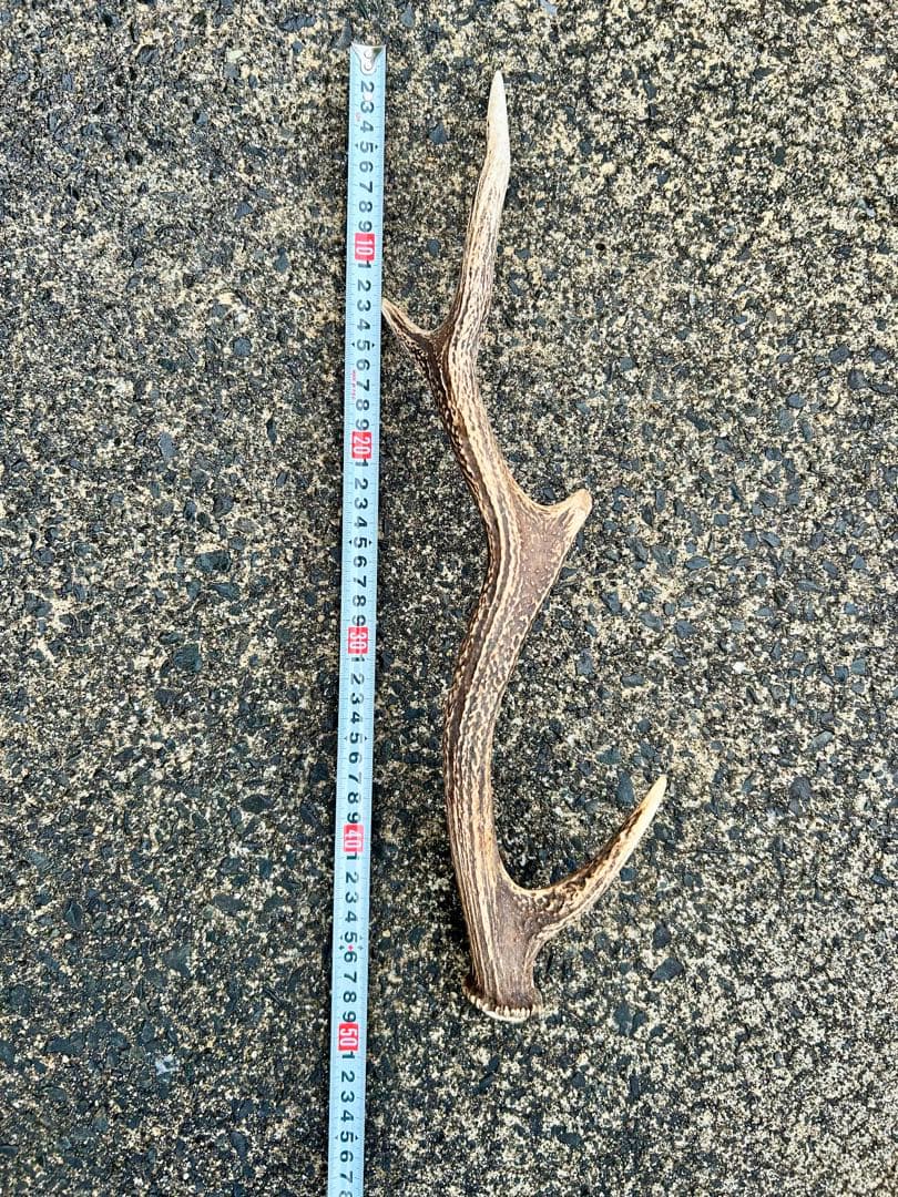 鹿の角 14本(1本ごとの長さあり)まとめ