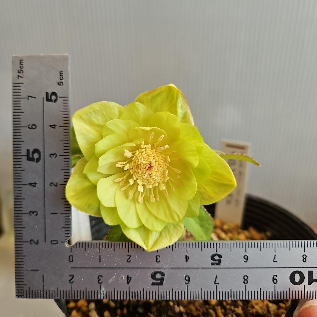 おぎっちょ様ご購入苗㉖-422クリスマスローズ