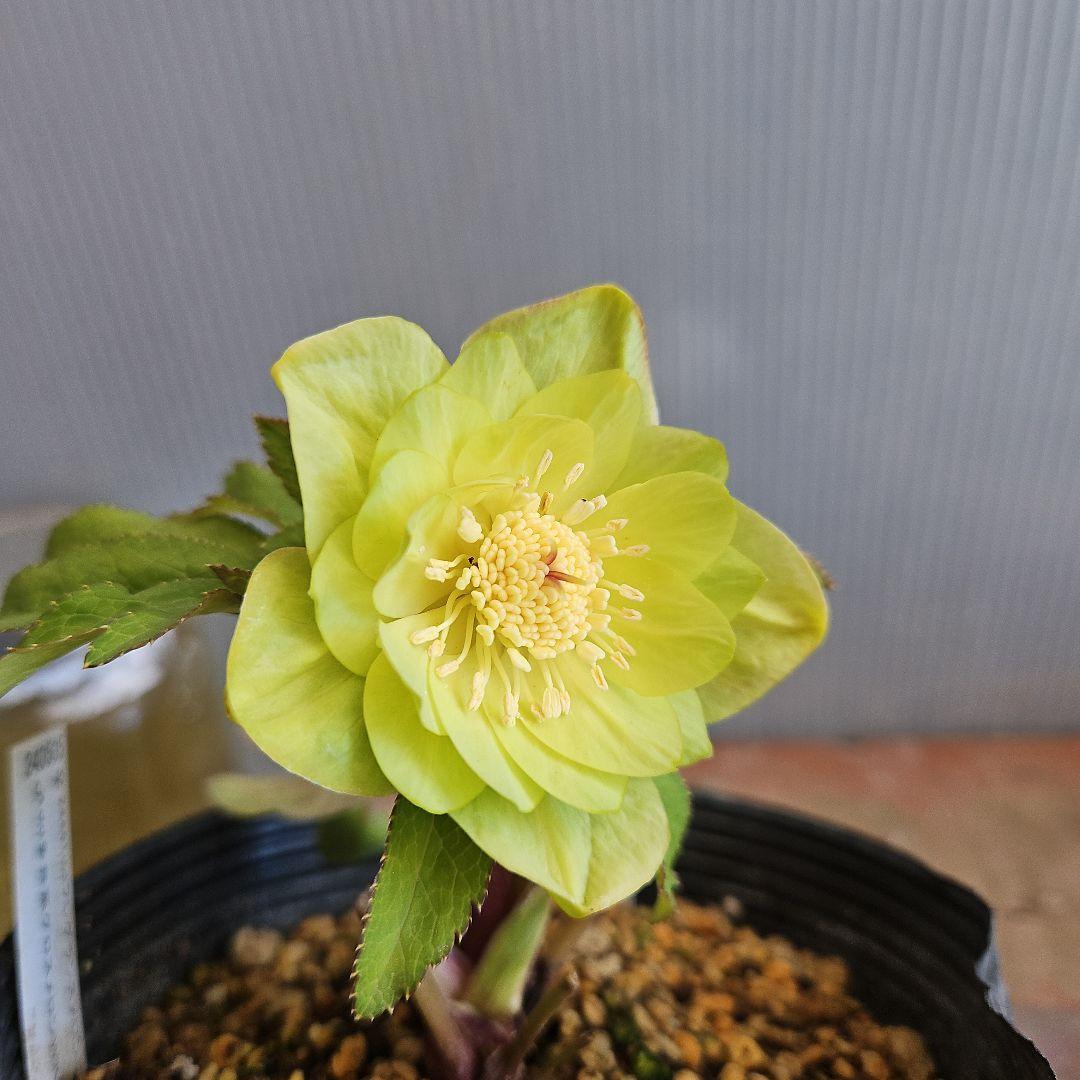 おぎっちょ様ご購入苗㉖-422クリスマスローズ