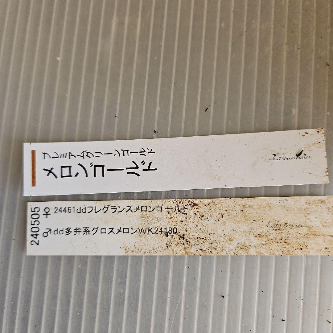 おぎっちょ様ご購入苗㉖-422クリスマスローズ