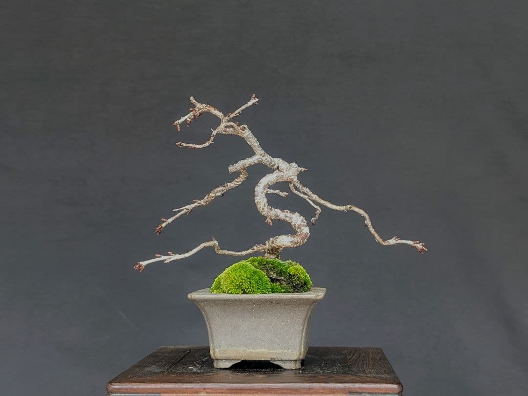 富士しだれ桜 サクラ ミニ盆栽 小品盆栽