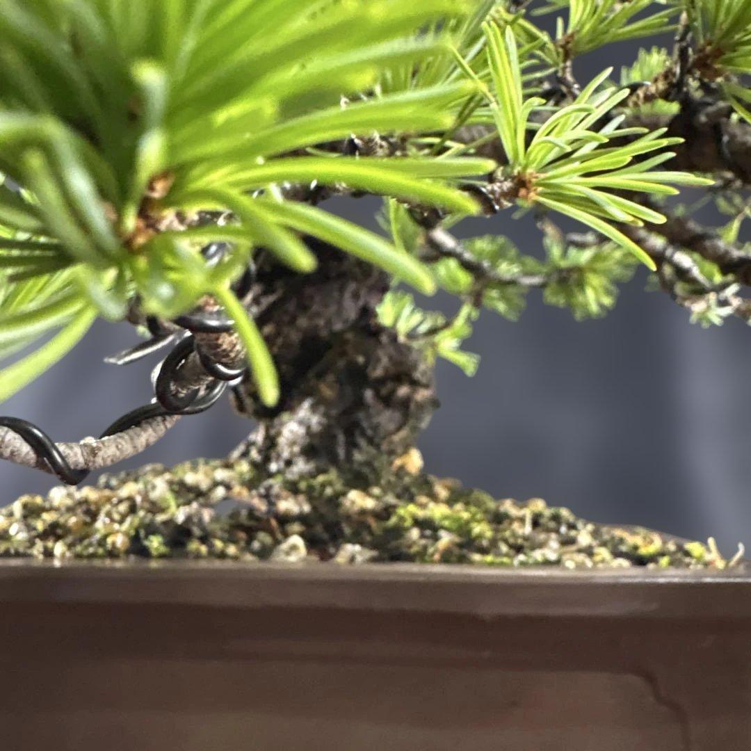 貴風盆栽、赤石五葉松、懸崖作り、幹元太 目立った汚れ傷無し　medabon