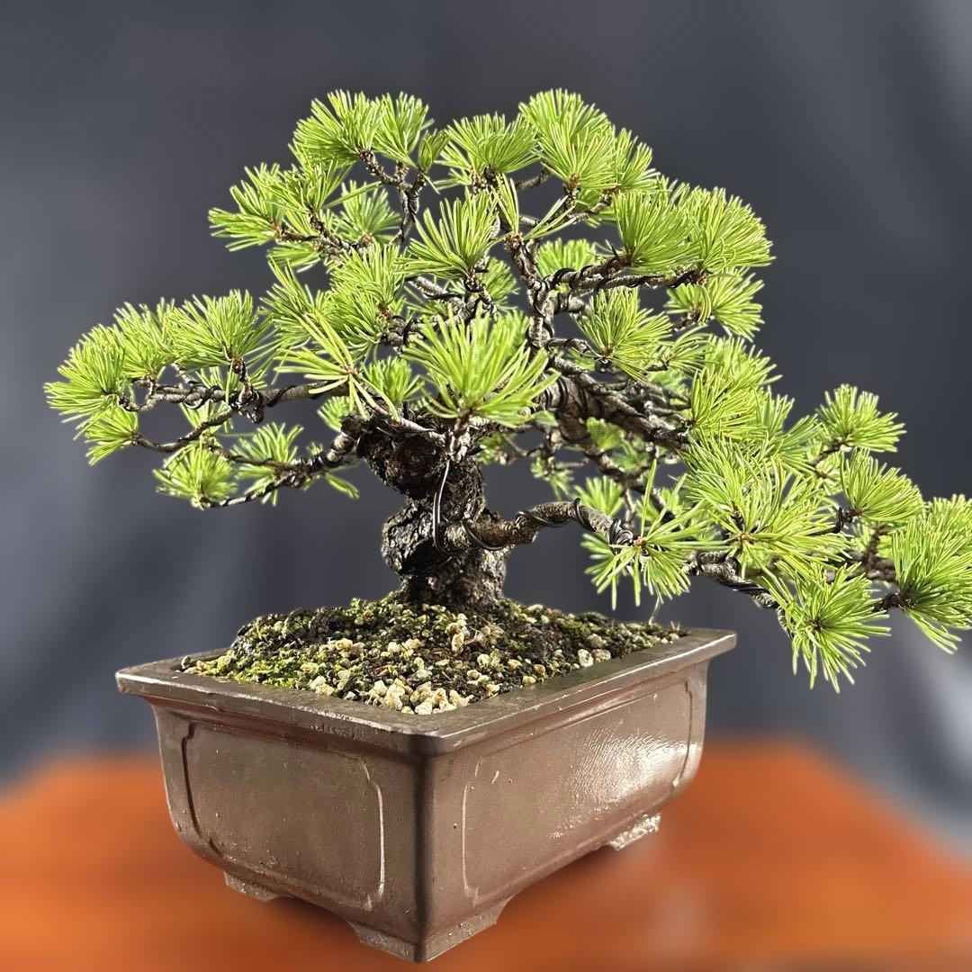 貴風盆栽、赤石五葉松、懸崖作り、幹元太 目立った汚れ傷無し　medabon