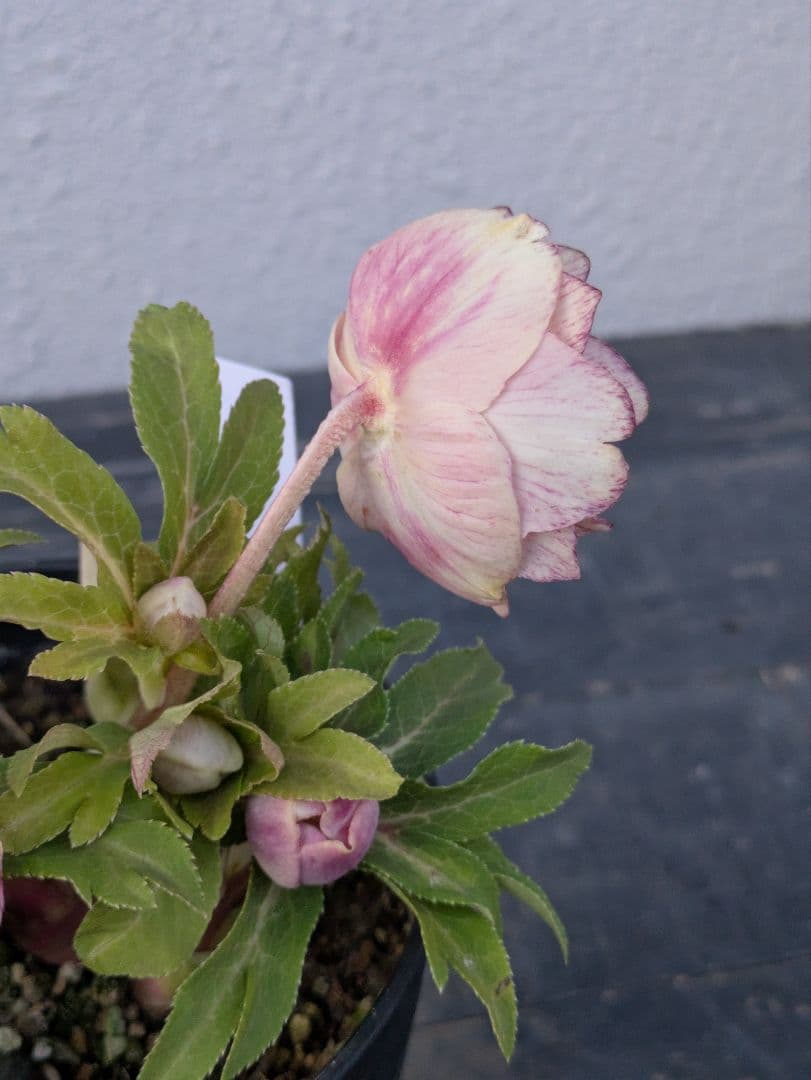 広瀬園芸 クリスマスローズ　ソレイユ DD（ダブル）タグ付き 開花株