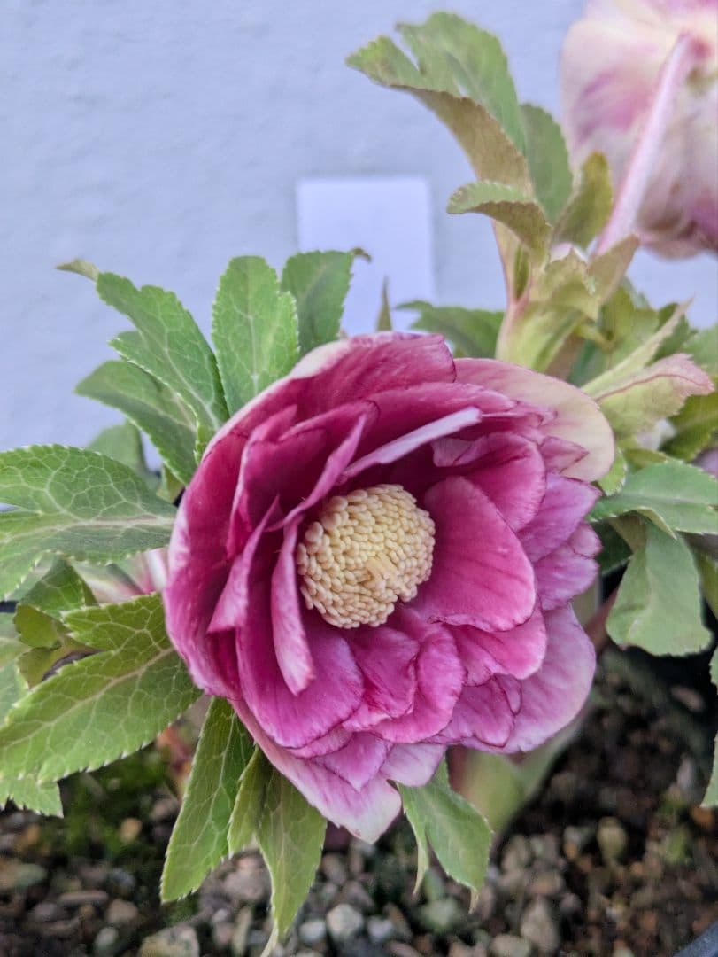 広瀬園芸 クリスマスローズ　ソレイユ DD（ダブル）タグ付き 開花株