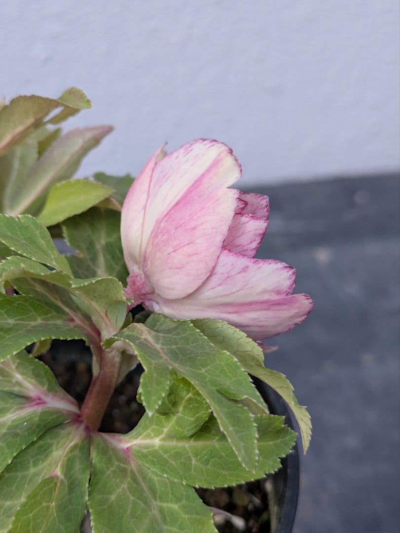 広瀬園芸 クリスマスローズ　ソレイユ DD（ダブル）タグ付き 開花株