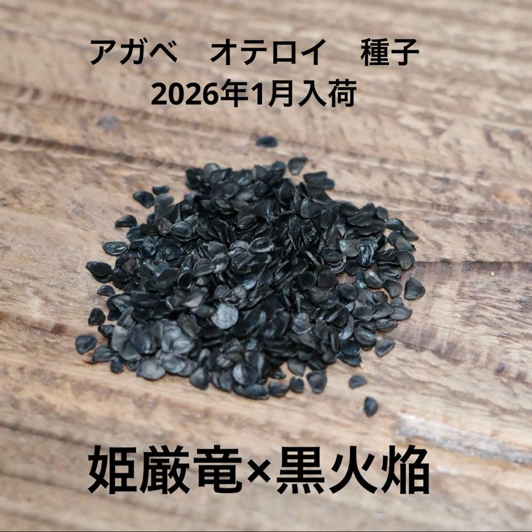 【yuki】アガベ　オテロイ　種子　姫厳竜×黒火焔 30粒