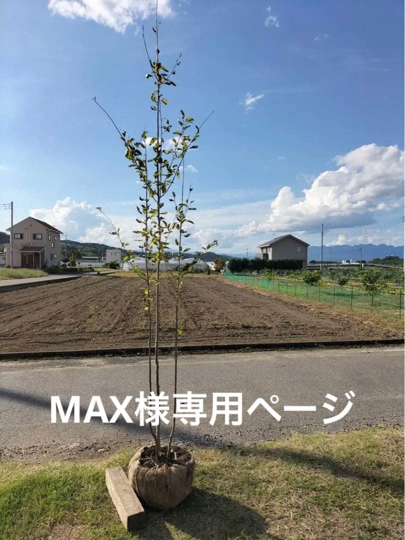 アオハダ 株立ち 3本立ち