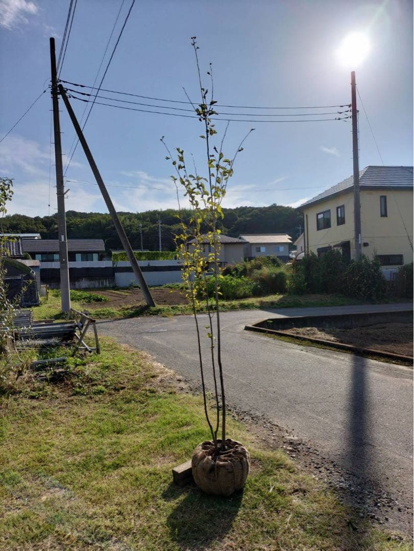 アオハダ 株立ち 3本立ち