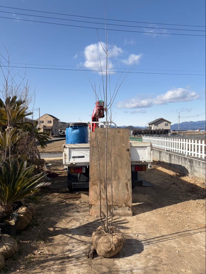 アオハダ 株立ち 3本立ち