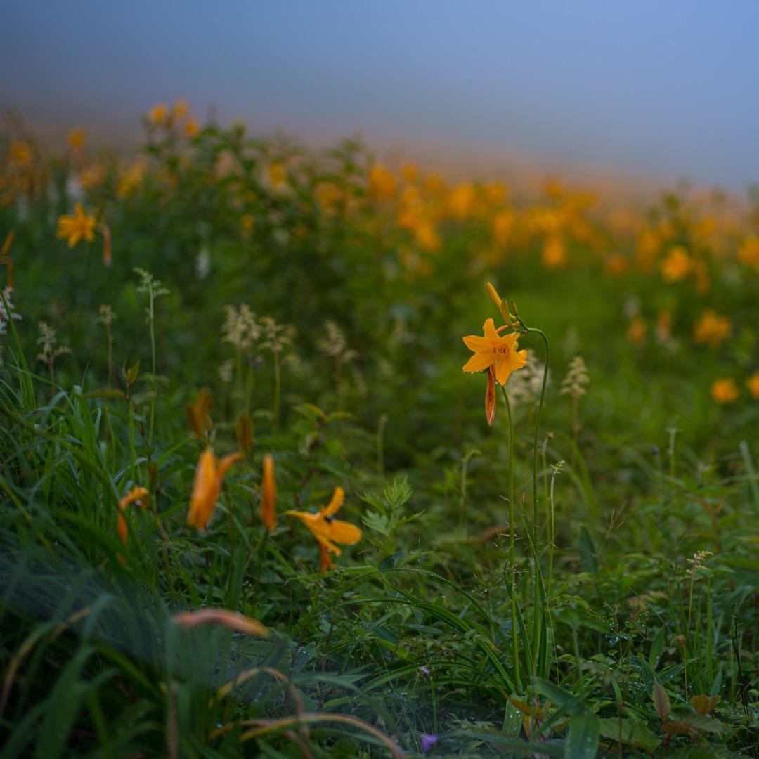 週末割CONTAX ツァイスCarl Zeiss Planar 135mm F2