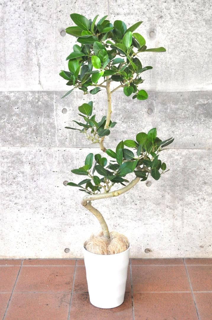 フィカス ベンガレンシス ８号137cm Spiral tree form