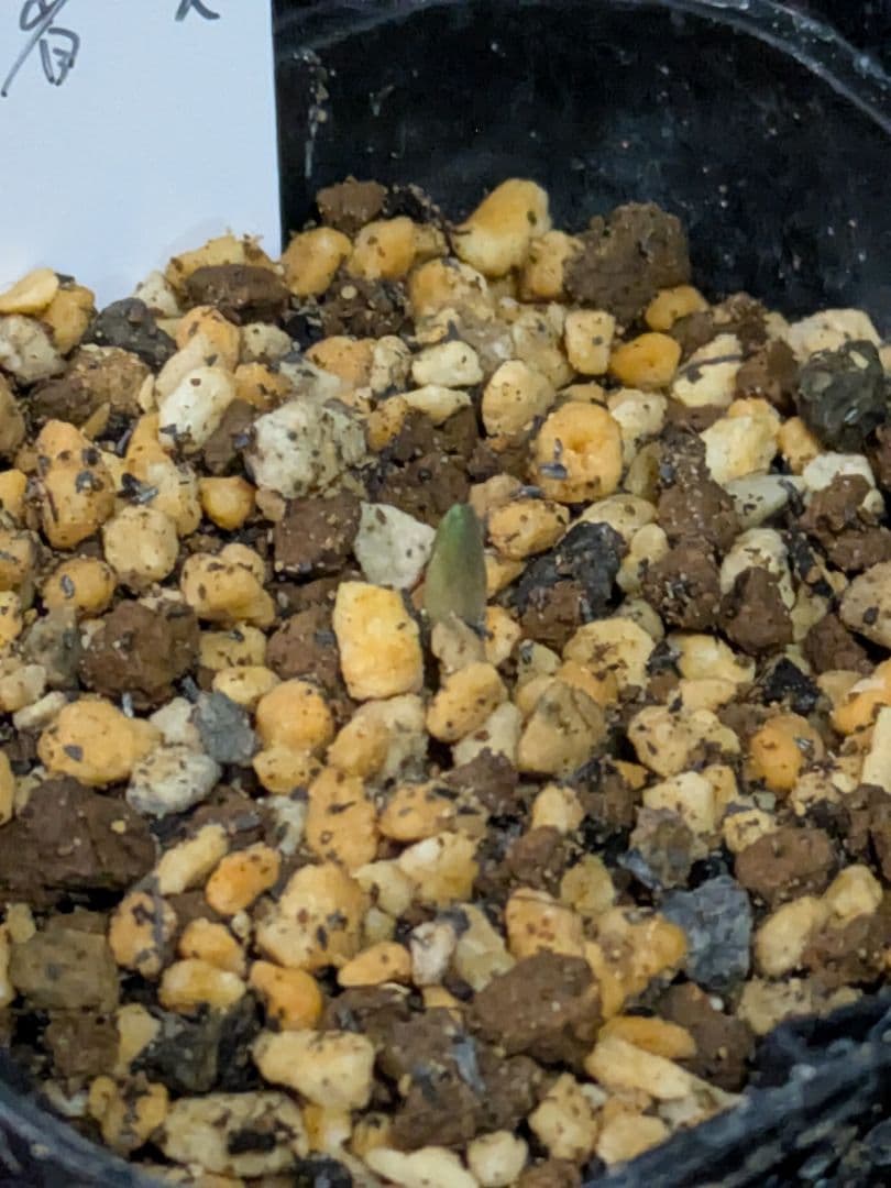 B ヘレボルス　クリスマスローズ　チベタヌス　３年苗