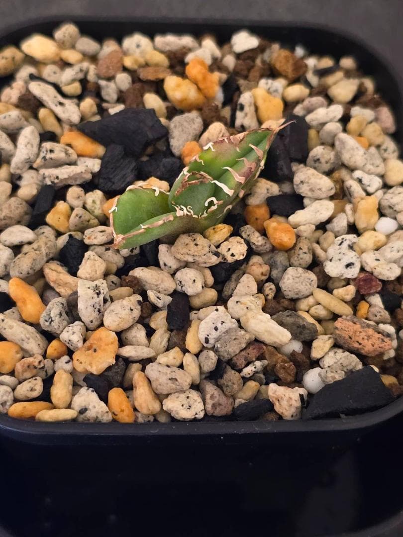 Agave IVORY W.A4 　子株　発根済　訳アリ格安注意事項　ラスト