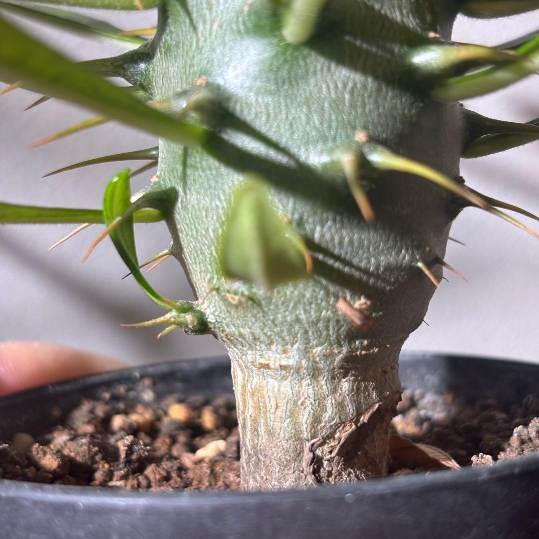 【国内実生株】パキポディウム アンボンゲンセ2