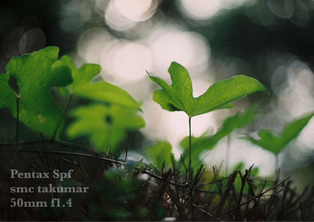 試写作例多数★pentax spf★リザード本革ブラウン★美品＊完動品＊初期保証