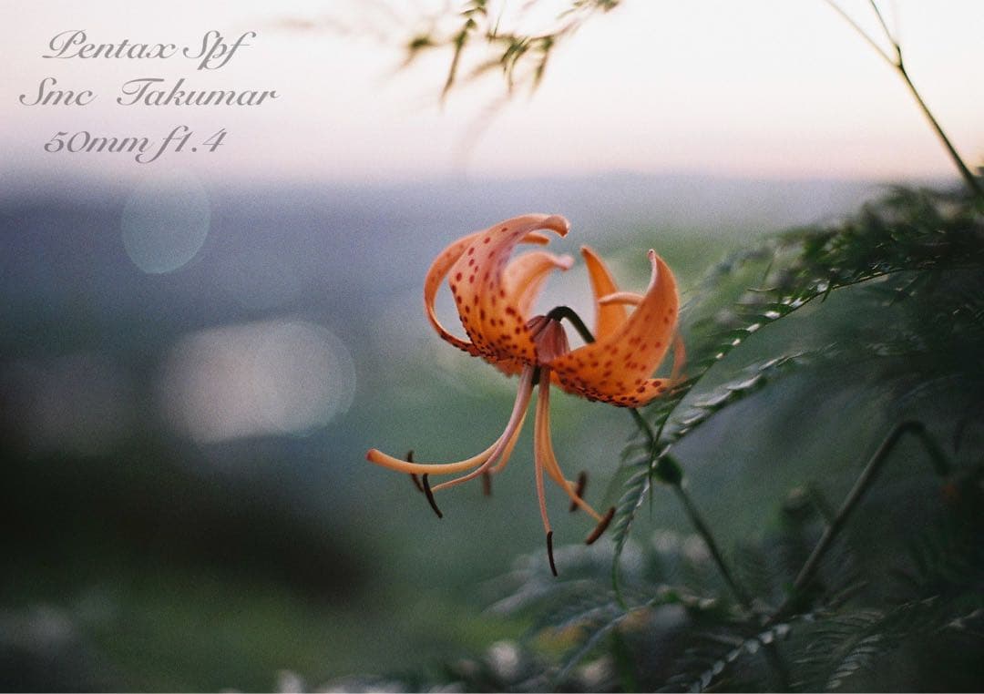 試写作例多数★pentax spf★リザード本革ブラウン★美品＊完動品＊初期保証